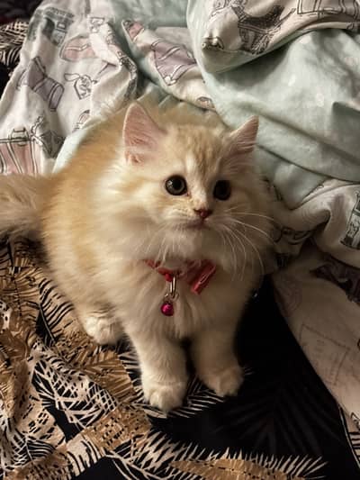 Persian kittens pair