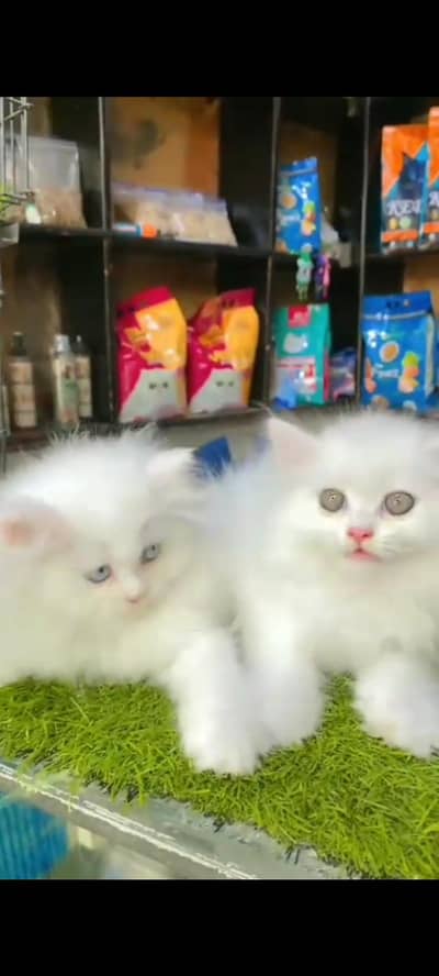 Quality Persian cat & Kittens Male & female    0348 7277309 WhatsApp