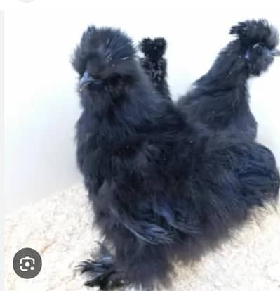 black silkie chicks