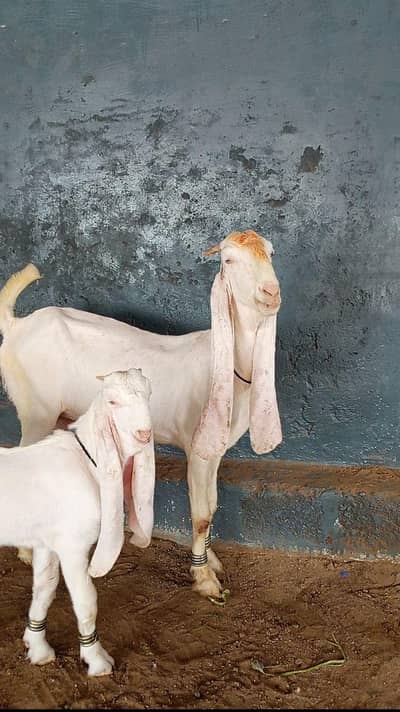 gulabi goats