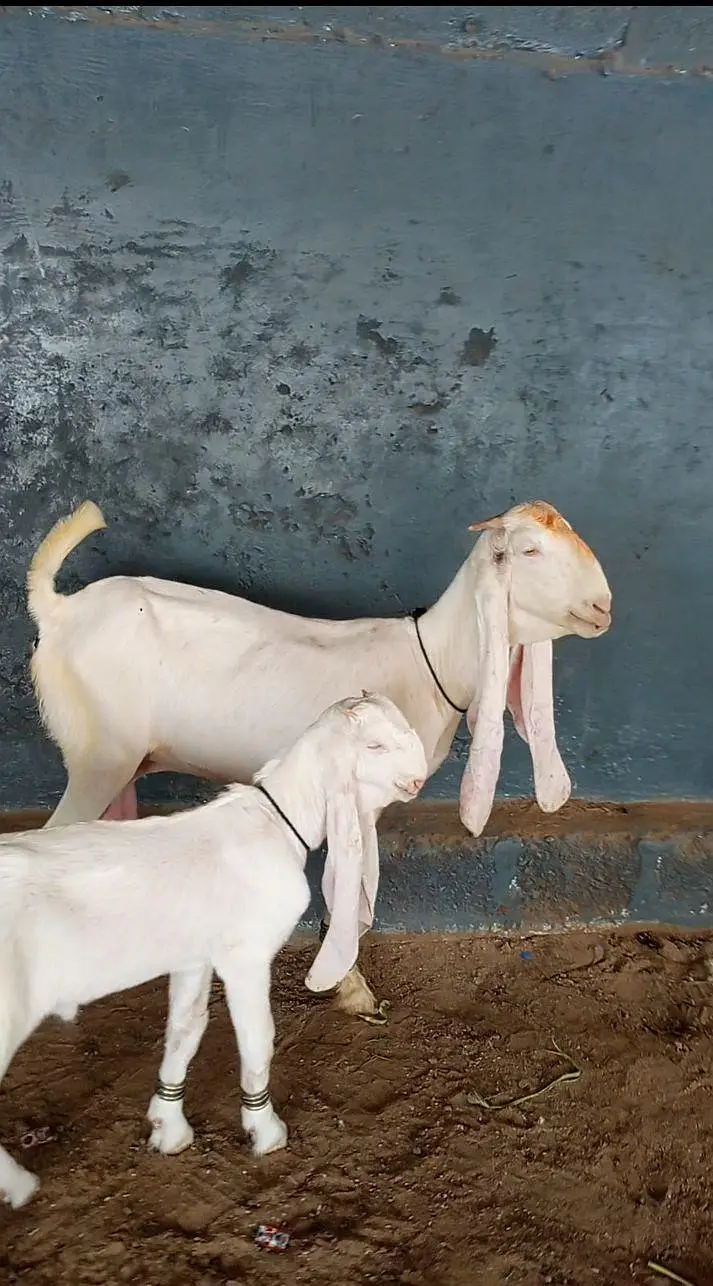 gulabi goats — photo 2