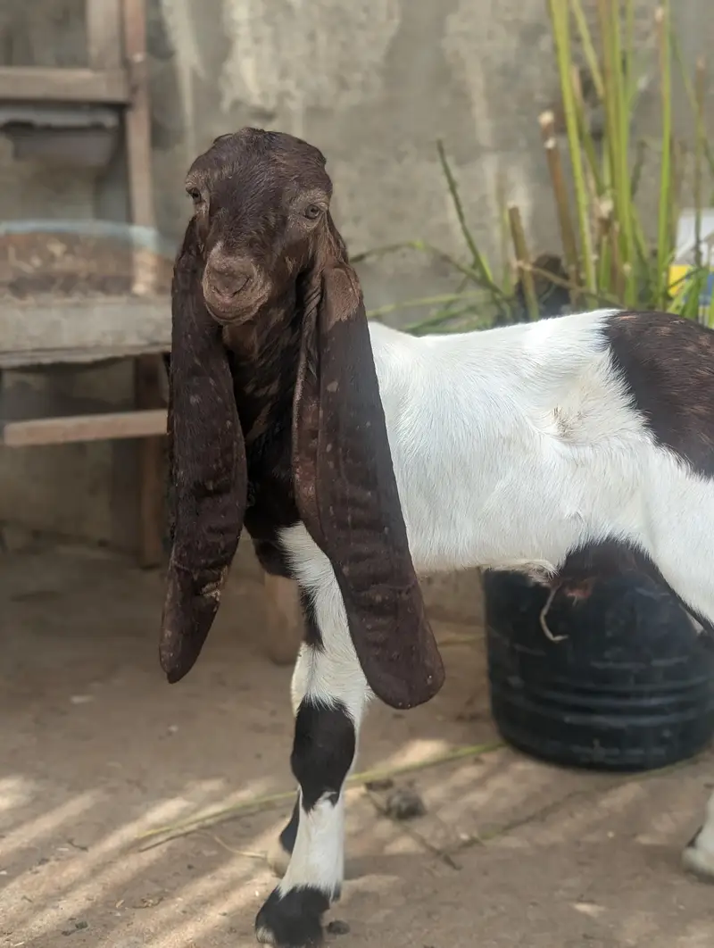 gulabi goats — photo 3