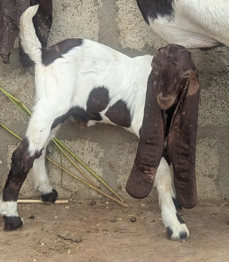gulabi goats — photo 4