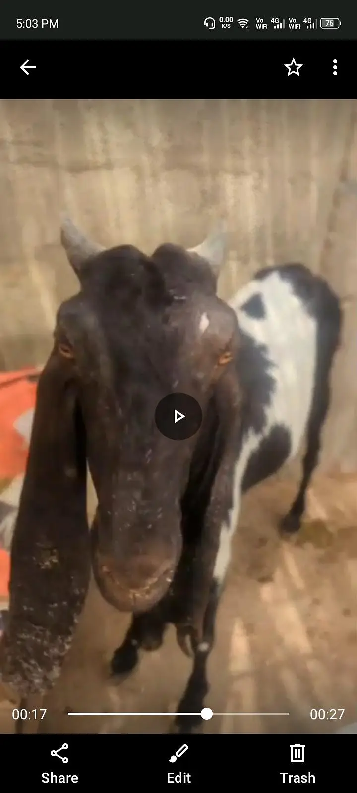 gulabi goats — photo 5