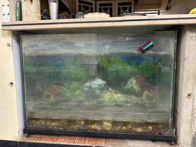 fish equirium  nice condition
