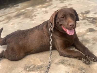 labrador pure