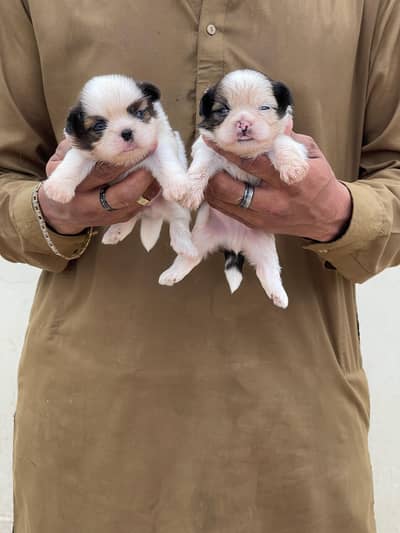 Top Quality Shihtzu Puppies Pair
