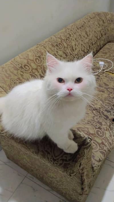 persion cat