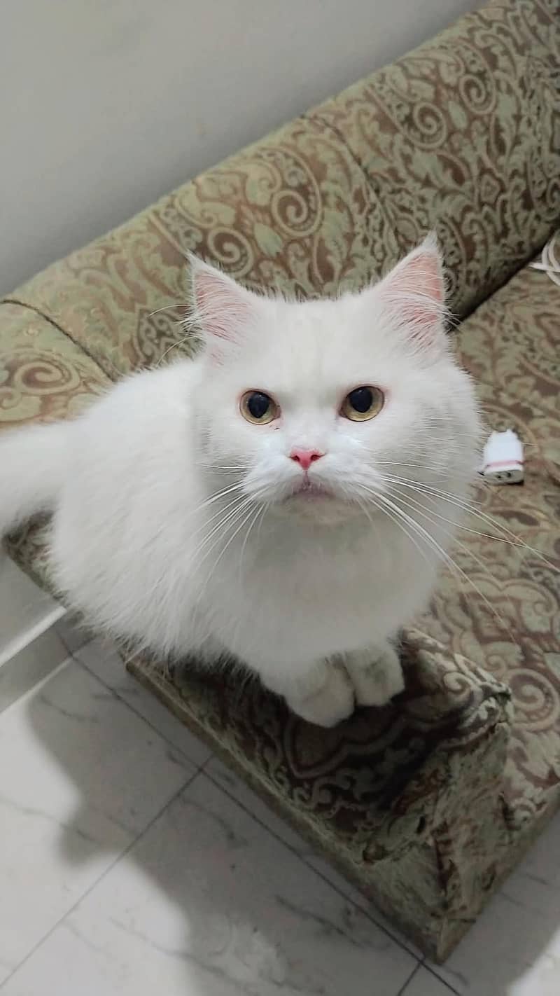 persion cat 1
