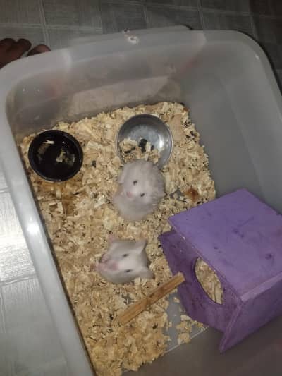 hamster for sale