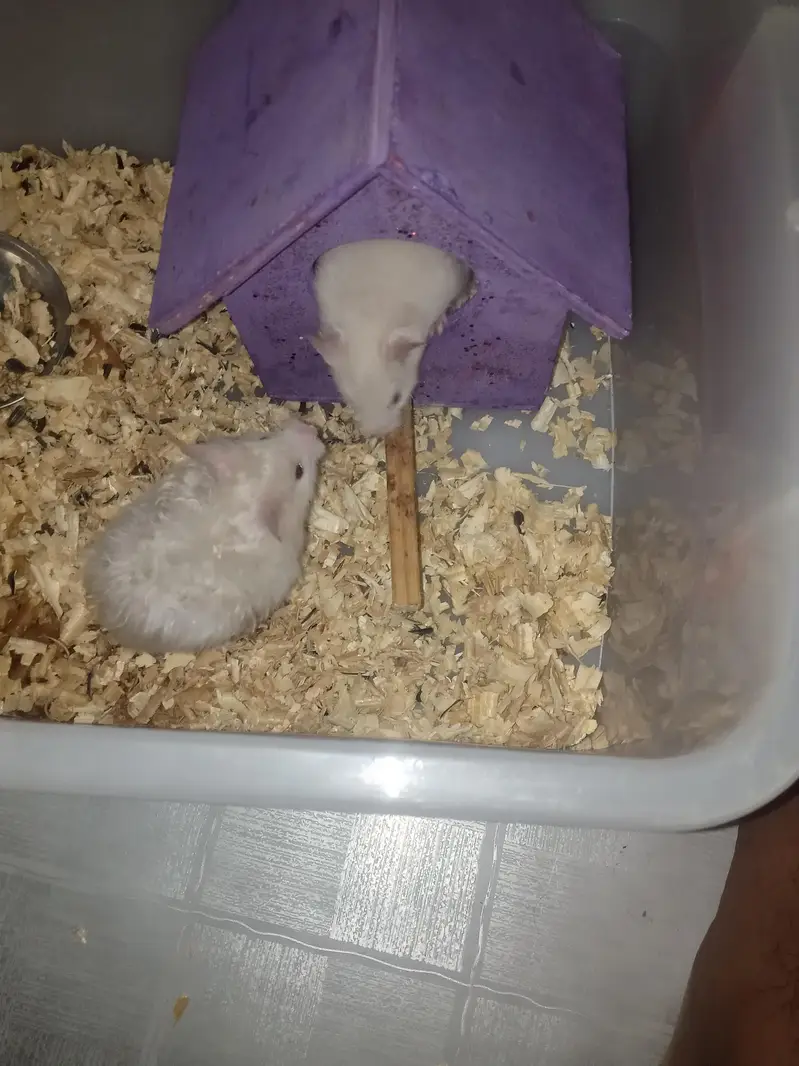 hamster for sale — photo 2