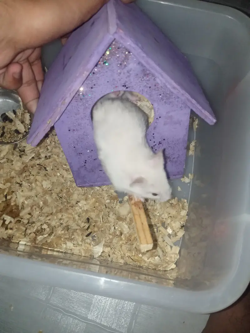 hamster for sale — photo 3