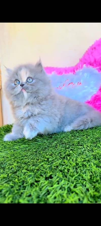 Quality Persian cat & Kittens Male & female    0348 7277309 WhatsApp