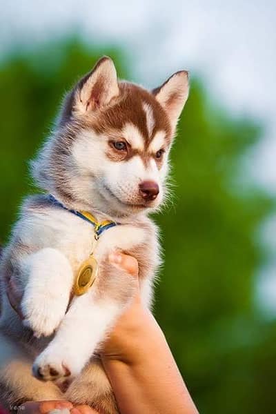 Husky | Siberian Husky | Wolly Coat Odd Eyes Huksy | Husky For Sale
