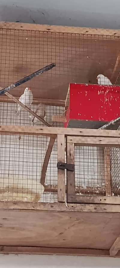 Finches Healthy Active Plus Cage For Sale