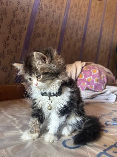 Persian Long Coat Tuxedo Cat