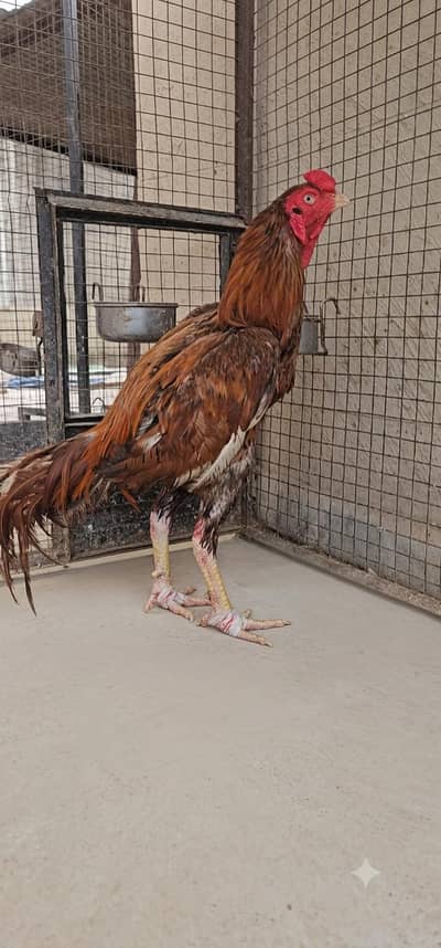 mazboot Aseel patha -murgha-hen_murgh_fnf 6k