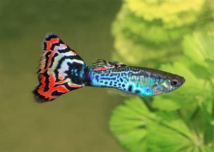 Guppy Available In Attractive Colors