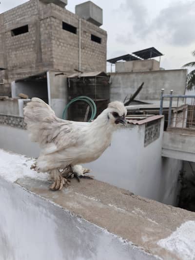 Silkie Female | Hen | Murghi