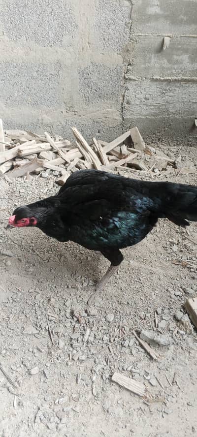 mushka Madi  for sale chez ki jis ko pachan ho ve he rabtha karo