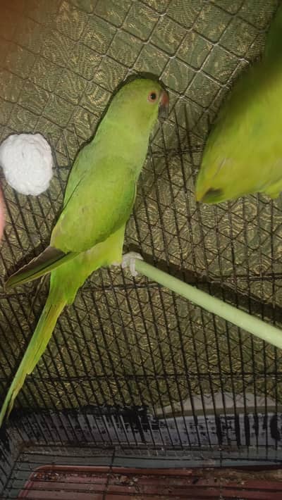 beautiful parrot green  parrot only serious buyer contact