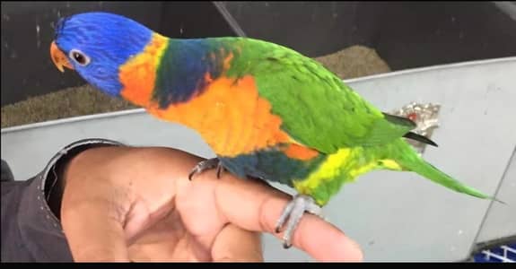 Red collor tame female