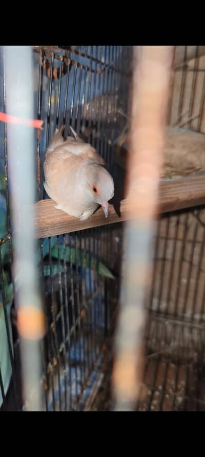 Red dove breeder female