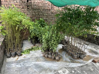 Tree plants for sale (flat 50% off)