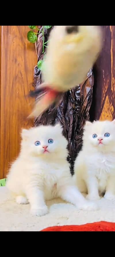 Quality Persian Punch Face cat &kittens 03476305771 WhatsApp