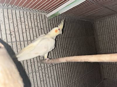 Cocktail Birds For Sale 1 Cream feMale + 1 Pearl Breeding Pair karachi