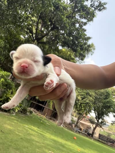 Puppies available