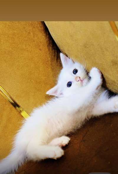 Turkish Angora With Blue And Brown Eyes
