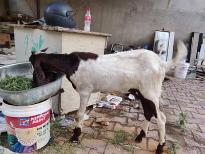 donda khasi desi bakra
