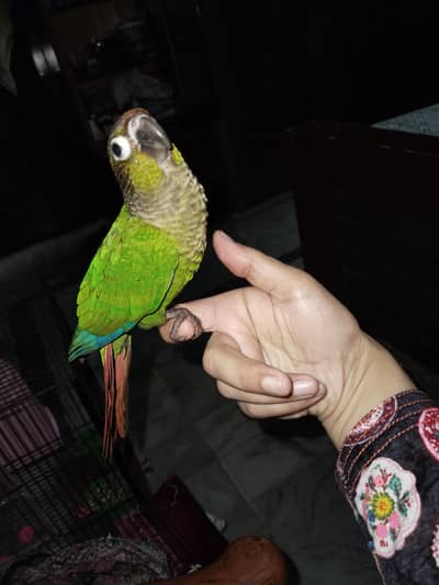 very friendly and loving green cheek conure