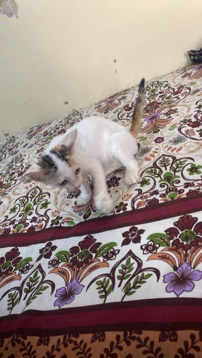 kitten for sale