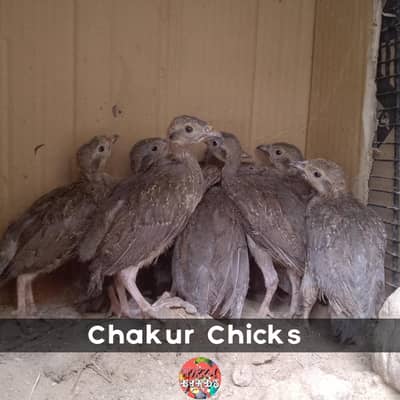 Chakur / Partridge Chicks Pair For Sale