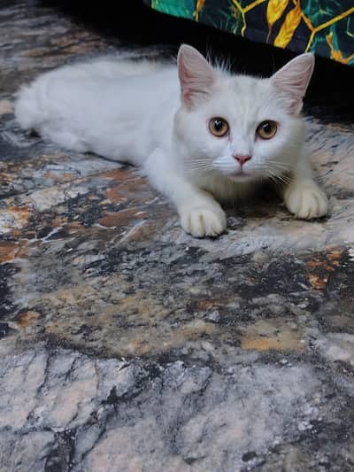 cute kittens
