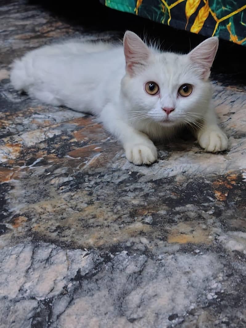 cute kittens 0