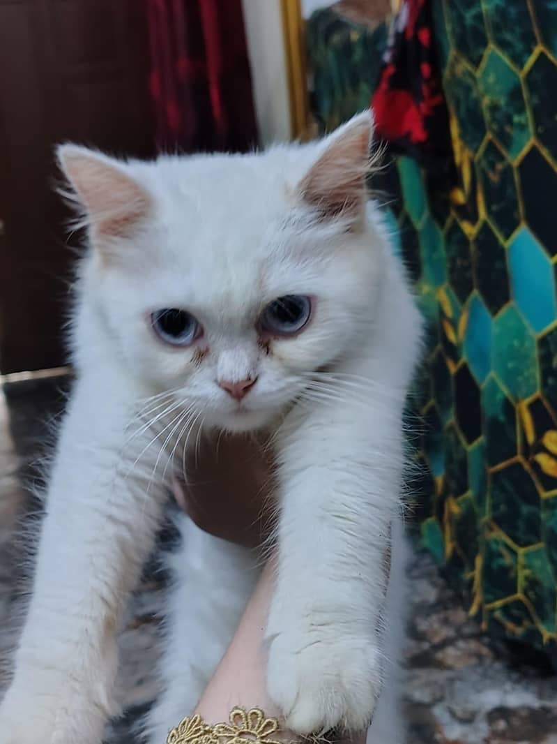 cute kittens 1