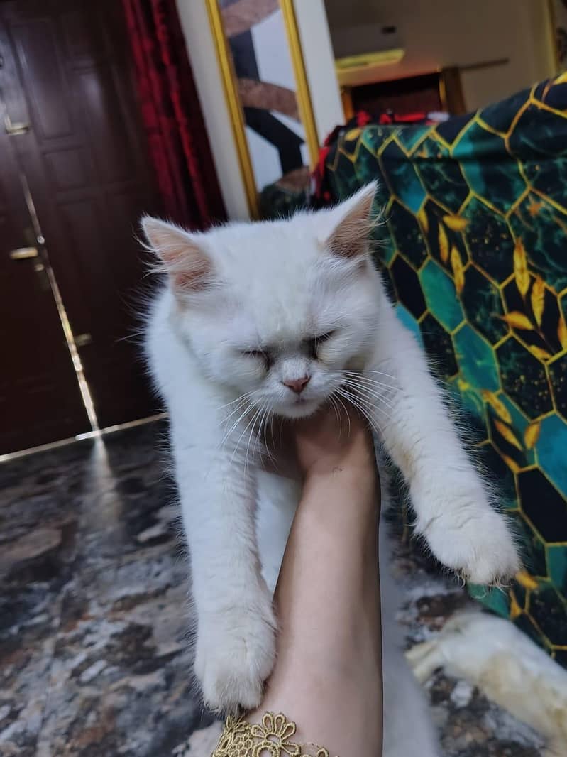 cute kittens 2