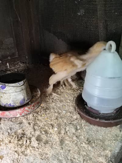 golden heavy buff chick for sale