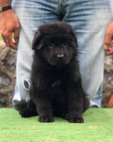 Black German Shepherd male dog for sale