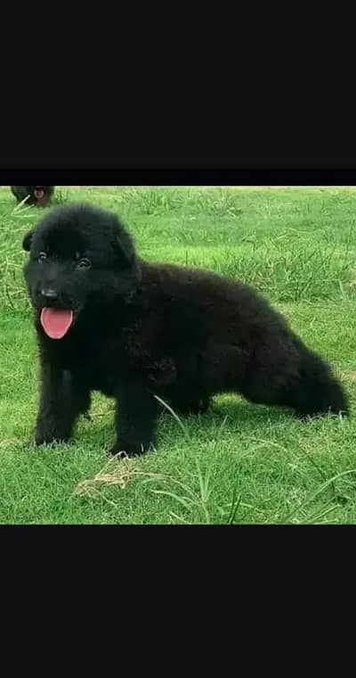 Black German Shepherd female dog for sale