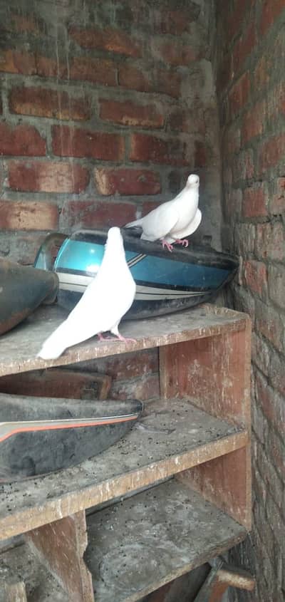 we are selling a white pair of macoe pegion
