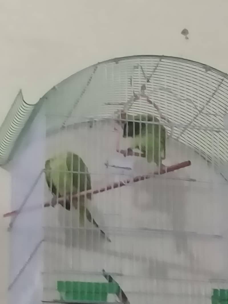 parrot  0