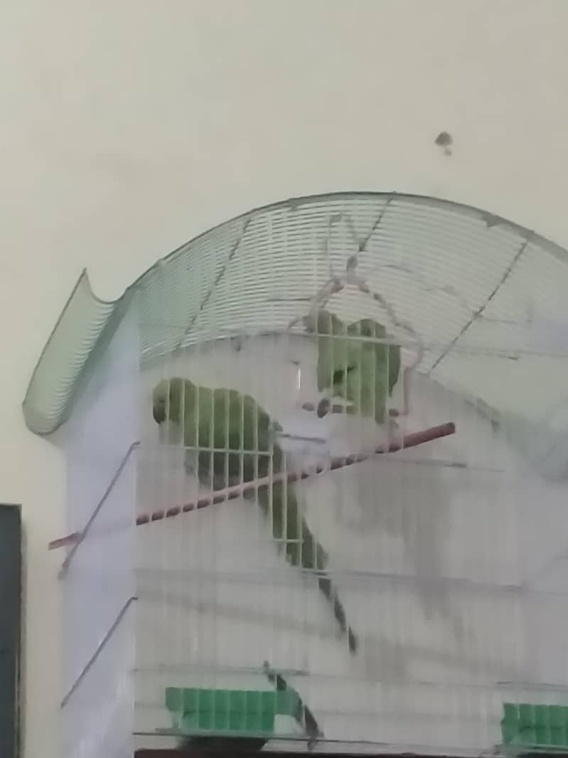 parrot  1