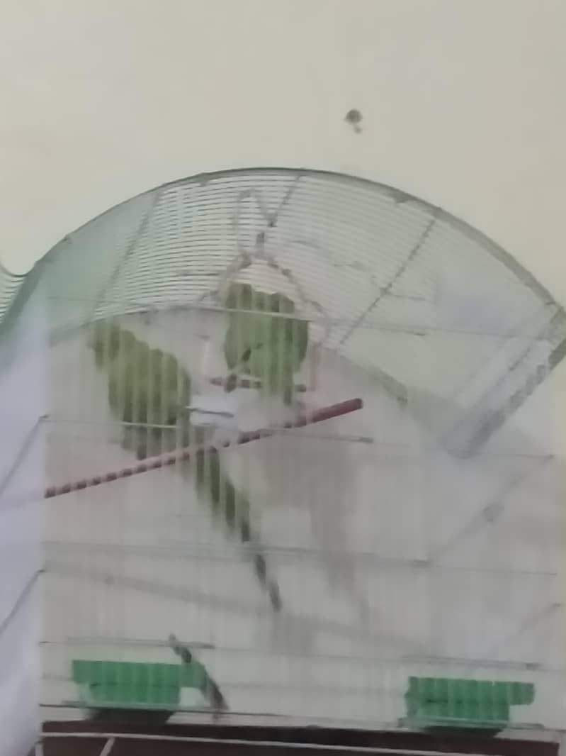 parrot  2