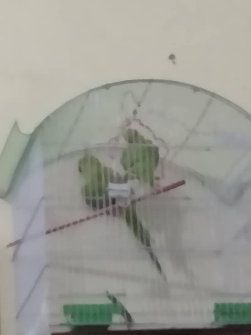 parrot  3