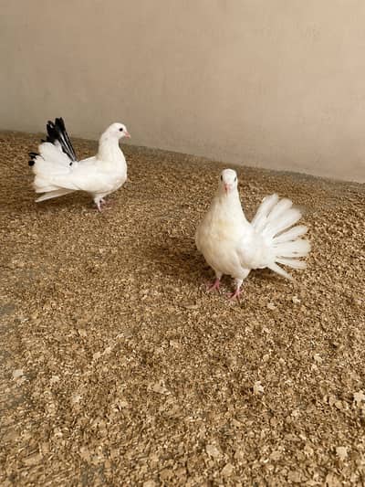 BEAUTIFUL LUCKY PEIGON PAIR