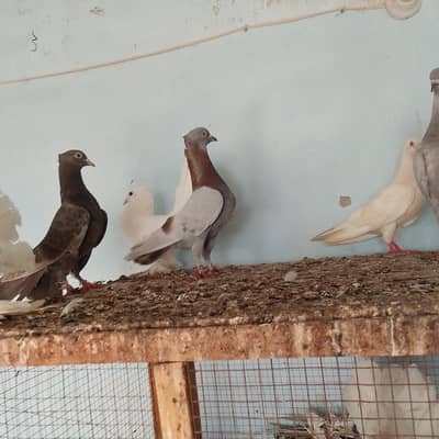 white laka male and female